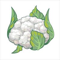 Blumenkohl, Hand gezeichnet Vektor Illustration isoliert auf Weiß Hintergrund. frisch Karikatur Gemüse. saisonal Gemüse.