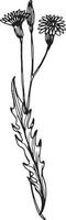 linear Wildblume Blume. Hand gezeichnet Illustration. vektor