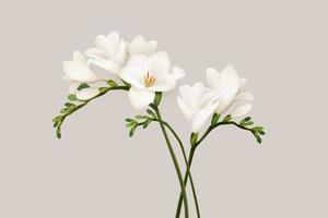 3d Illustration von schön Weiß Freesie Blumen auf Licht Beige Farbe Hintergrund