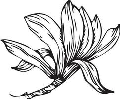 linjär magnolia blomma. hand dragen illustration. vektor