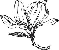 linjär magnolia blomma. hand dragen illustration. vektor