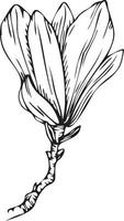 linear Magnolie Blume. Hand gezeichnet Illustration. vektor