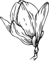 linear Magnolie Blume. Hand gezeichnet Illustration. vektor