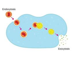 endocytos och exocytos. vektor
