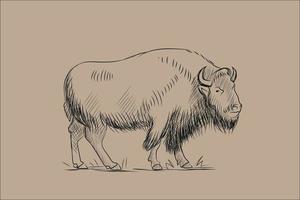 skiss av bison vektor