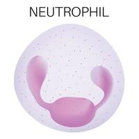 Art von Weiß Blut Zelle - - neutrophil. vektor