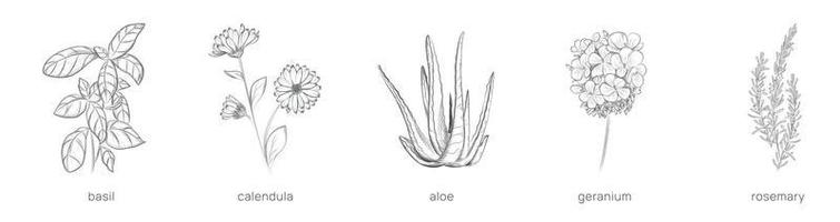 uppsättning av växter för kosmetologi. hand dragen vektor illustration.
