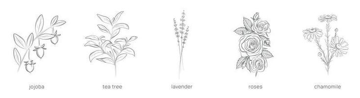 uppsättning av växter för kosmetologi. hand dragen vektor illustration.