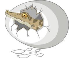 en krokodil precis ur ägget isolerad på vit bakgrund vektor