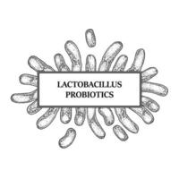 handritad probiotiska lactobacillus bakterier ram. design för förpackning och medicinsk information. vektor illustration i skiss stil