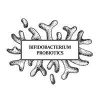 handgezeichneter probiotischer Bifidobacterium-Bakterienrahmen. Design für Verpackung und medizinische Informationen. Vektorillustration im Skizzenstil vektor