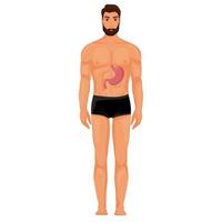 Bauch im Mensch Körper Illustration vektor