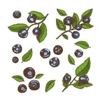 vektor hand dragen färgad botanisk illustration av blåbär grenar. skiss av skog bär i gravyr style.vintage illustration. uppsättning.