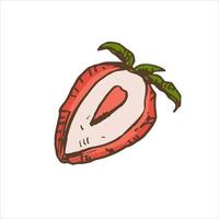 en ritad för hand färgad skiss av jordgubbe. årgång illustration, klotter. element för de design av etiketter, förpackning och vykort. vektor