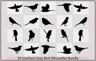 Süd- grau Würger Vogel Silhouetten, Süd grau Würger Vogel Abbildung, Süd grau Würger Vogel Vektor. vektor