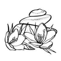 Weiß Blumen. Spa Konzept. Grafik Illustrationen. botanisch Gemälde auf isoliert Weiß Hintergrund. können Sein benutzt wie Hintergrund zum Netz Seiten Hochzeit Einladungen, Gruß Karten, Postkarten, Muster vektor