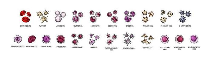blod celler isolerat på vit bakgrund. vetenskaplig mikrobiologi vektor illustration i skiss stil