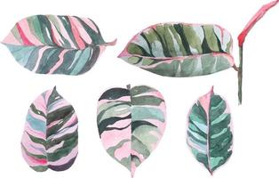 Ficus Elastica Aquarell Set vektor