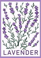 lavendel- blommor. hand dragen lavendel- kvistar för grafik, affischer, kort, banderoller vektor