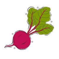 Zuckerrüben oder Rüben Rote Beete Gemüse oder Rettich mit Blätter vektor