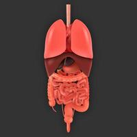 Mensch Körper und Organe Systeme. Vektor Infografik Anatomie System, Mensch Körper mit Niere und Lunge, Gehirn und Bauch Illustration