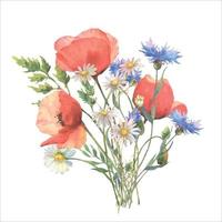 Aquarell wild Blume Strauß, rot Mohn, Blau Kornblume Kraut und Kamille isoliert auf Weiß Hintergrund. gut zum Kosmetika, Medizin, behandeln, Aromatherapie, Pflege, Paket Design, Postkarten vektor