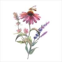 Wildblumen Vektor Strauß mit Echinacea purpurea, Salbei und Thymian, und Biene, Sitzung auf das Blumen auf ein Weiß Hintergrund. Aquarell botanisch Illustration, Blumen- Elemente, lila Blumen.