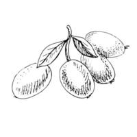 svartvit skiss av fyra loquats med blad på en vit bakgrund. vektor handritad illustration.