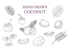 Hand gezeichnet Kokosnuss und Blatt einstellen vektor