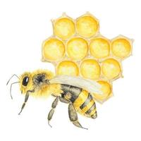hand dragen vattenfärg bi och honung illustration vektor