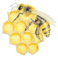 Aquarell Hand gezeichnet Biene und Honig isoliert auf Weiß Hintergrund vektor