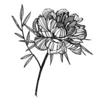 pion blomma och löv teckning. hand dragen graverat blommig uppsättning. botanisk illustrationer. bra för tatuering, inbjudningar, hälsning kort vektor