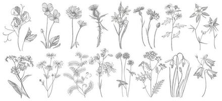 Sammlung von Hand gezeichnet Blumen und Kräuter. botanisch Pflanze Illustration. Jahrgang medizinisch Kräuter skizzieren einstellen von Tinte Hand gezeichnet medizinisch Kräuter und Pflanzen skizzieren vektor