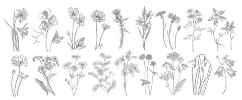 Sammlung von Hand gezeichnet Blumen und Kräuter. botanisch Pflanze Illustration. Jahrgang medizinisch Kräuter skizzieren einstellen von Tinte Hand gezeichnet medizinisch Kräuter und Pflanzen skizzieren vektor