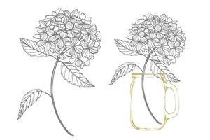 hortensia grafisk illustration i årgång stil. blommor teckning och skiss med linjekonst på vit bakgrunder. botanisk växt illustration vektor