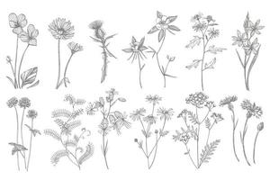 samling av hand dragen blommor och örter. botanisk växt illustration. årgång medicinsk örter skiss uppsättning av bläck hand dragen medicinsk örter och växter skiss vektor