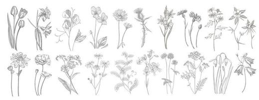 Sammlung von Hand gezeichnet Blumen und Kräuter. botanisch Pflanze Illustration. Jahrgang medizinisch Kräuter skizzieren einstellen von Tinte Hand gezeichnet medizinisch Kräuter und Pflanzen skizzieren vektor