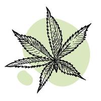 ein schön Zweig von Cannabis. botanisch Illustration im das Stil von Linie Kunst. Pflanze Gravur. Minimalismus Poster vektor