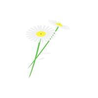 Kamille Blumen Farbe Vektor Symbol