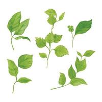 grön löv vektor vattenfärg uppsättning, hand dragen vattenfärg vektor illustration för hälsning kort eller inbjudan design
