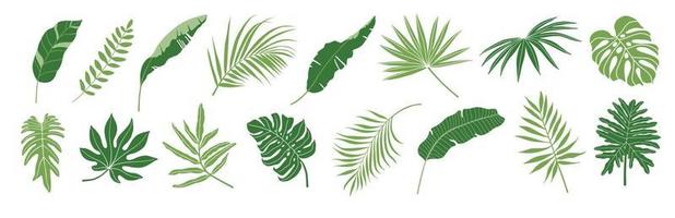 tropisch Blätter Vektor Satz. Palme Blatt, Banane Blätter, Kokosnuss Blatt, Monstera, Farn und Urwald Blätter