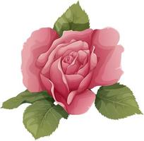 Vektor Illustration von ein Rose auf ein isoliert Hintergrund. Rosa Blume Knospe mit Blätter. Geschenk zum Valentinsgrüße Tag, Urlaub, Romantik. Frühling Illustration