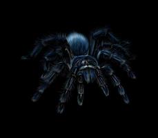 porträtt av en spindeltarantelgrammostola på en svart bakgrund. vektor illustration