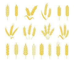 vete öron. ris eller korn gröda, kärve av vete öra, korn och spannmål. organisk spannmål öra, lantbruk skörd, bageri ikon vektor uppsättning
