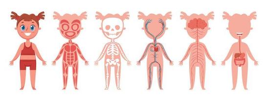 Mädchen Körper Systeme. Mensch Anatomie Skelett, Muskeln, Nerven, Herz und Venen, Verdauungs- Organe. lehrreich Vektor Infografik zum Kinder