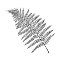 stor ormbunke blad realistisk, linje konst. örter och växter av de skog. tropisk texturer vektor