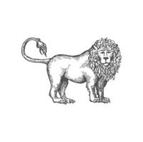 kunglig heraldisk lejon skiss. vektor kung av djur