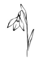 snödroppe blomma freehand linje skiss vektor element isolerat på vit bakgrund.