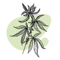 en skön kvist av cannabis. botanisk illustration i de stil av linje konst. växt gravyr. minimalism affisch vektor