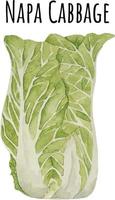 Aquarellillustration des grünen Chinakohls. frisches rohes Gemüse. Napa-Kohl-Liebhaber-Illustration vektor